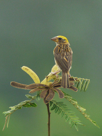 キムネコウヨウジャク(Baya Weaver) P1240731_R