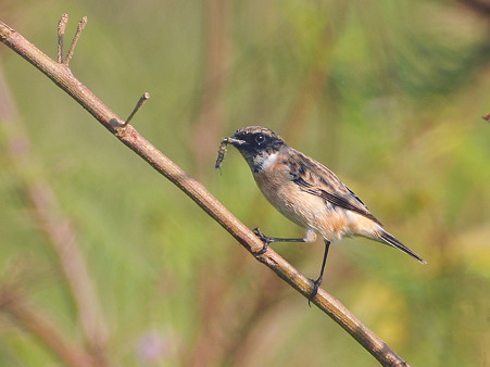 ノビタキ(お食事中)(Common Stonechat) DSC_4278_R