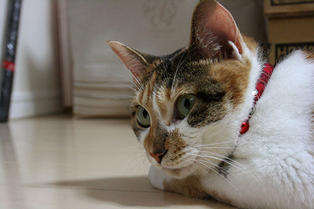 2010080106