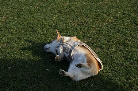 DSC06726