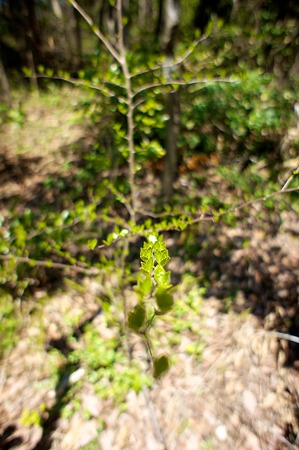 leaves04202011nex5-02