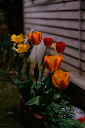 CONTAX159MM_FUJI_Velvia100F05092011-02