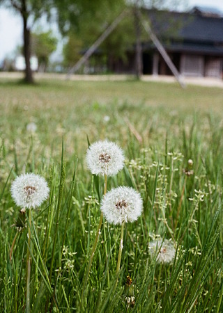 Dandelion_OLYMPUS_PEN_FT_Kodak_PORTRA160NC_05092011-03
