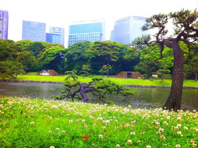 白詰草の咲く浜離宮恩賜庭園