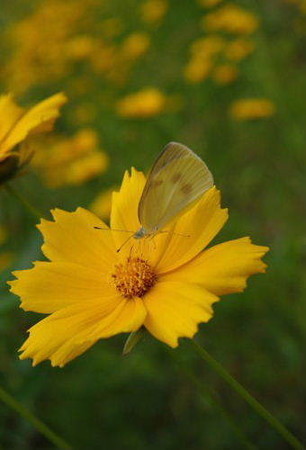 IMGP4754_0603
