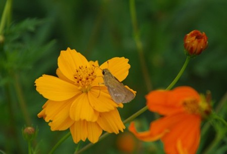 IMGP9949_0731