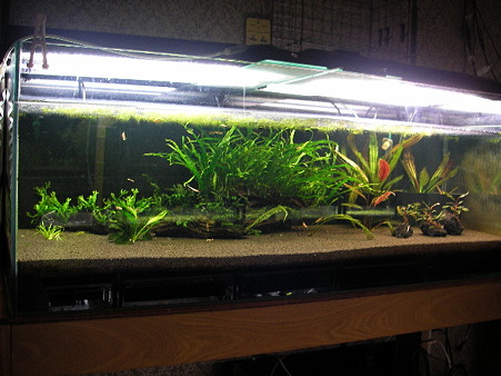 120センチえび水槽1