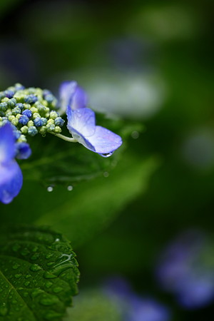 紫陽花　ブルースカイ(3)