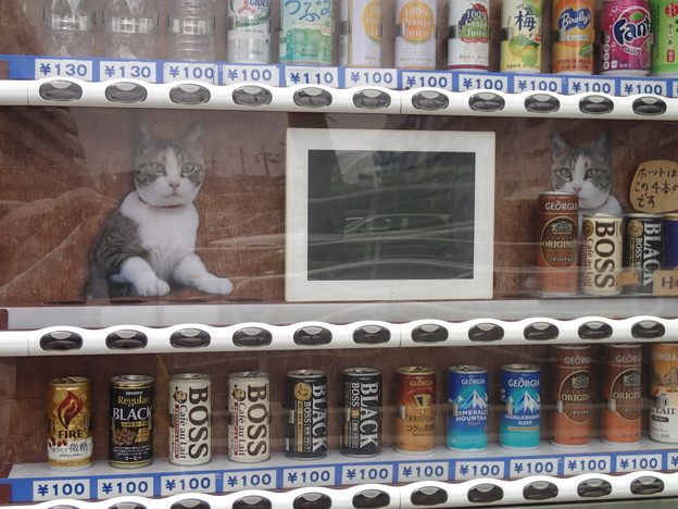 ニャンと 自販機のお店番は猫さんニャ 写真共有サイト フォト蔵