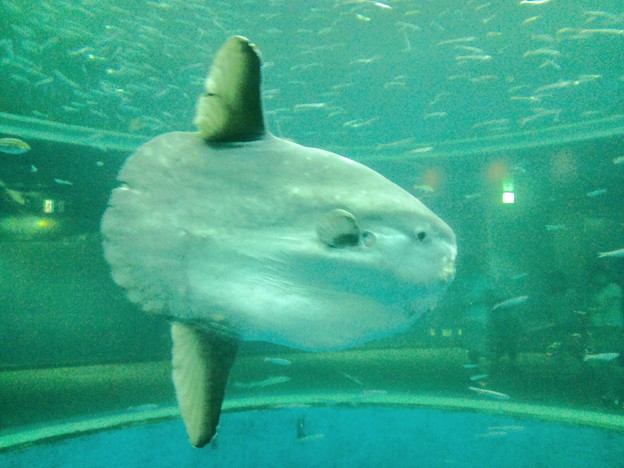 一昨日行った八景島シーパラダイスの写真を整理中 う マンボウ 写真共有サイト フォト蔵