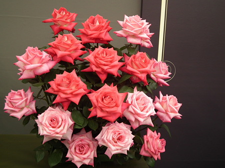 DSCF0782