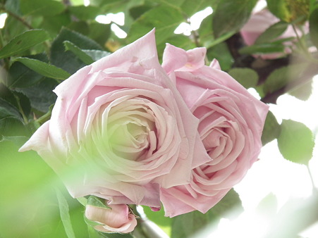 DSCF0268