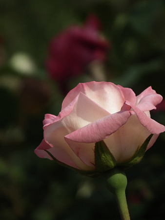 DSCF0510