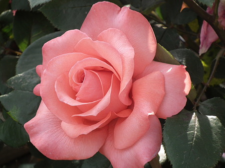 DSCF0497