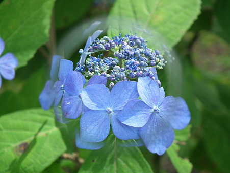 DSCF0652
