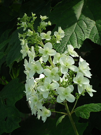 DSCF0768