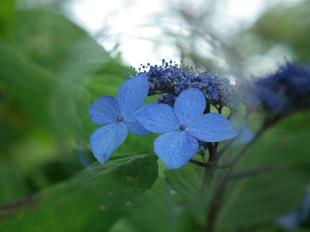 DSCF0651