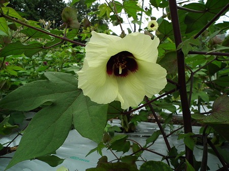 夏の花 163