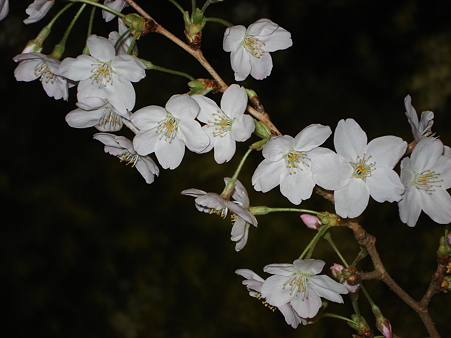 夜桜