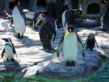 オウサマペンギンとケープペンギン