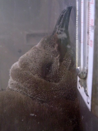 20110813 海遊館 キングヒナちゃん11