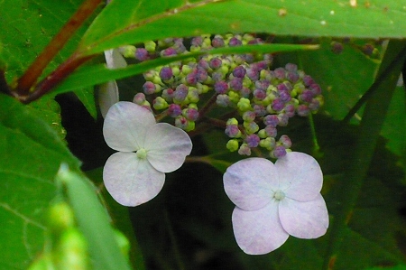 P1170218