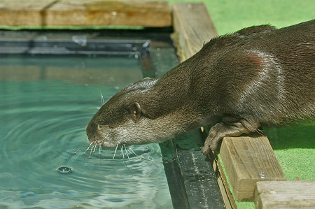tokyowildlife110924055