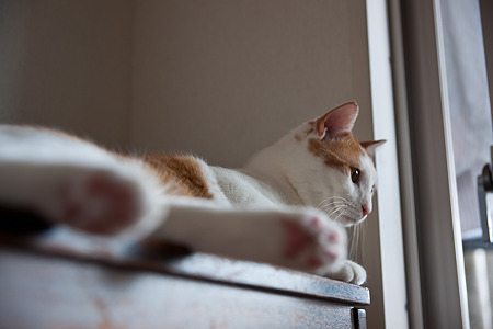 nekosuke100508004