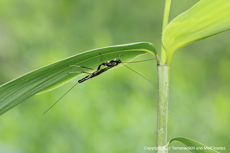 yamanao999_insect2011_185
