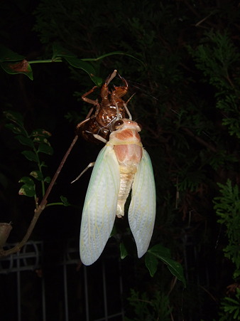 DSCF6292