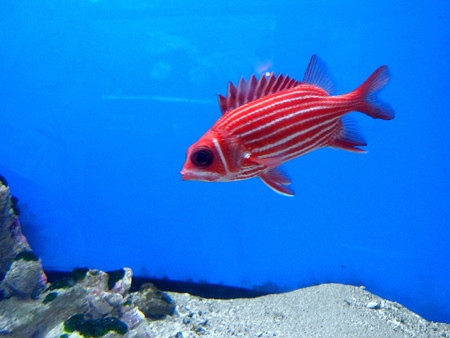 淡島水族館のテリエビス