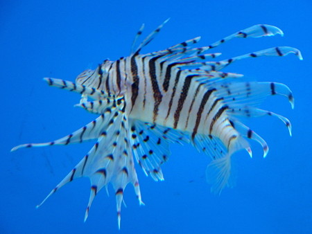 淡島水族館のミノカサゴ