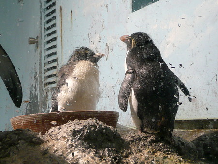 イワトビペンギン