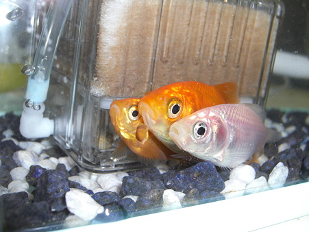 金魚1