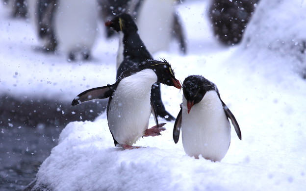 イワトビペンギン