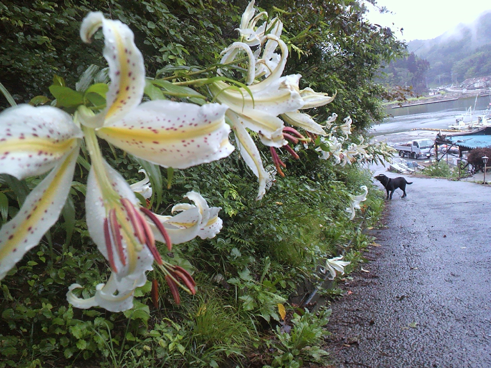 実家につながる坂に山ユリが満開。その薫りは今朝の雨にも負けずに、... 実家につながる坂に山ユリが満開。その薫りは今朝の雨にも負けずに、...