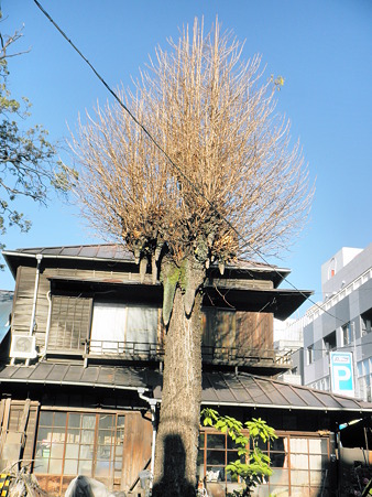 乳銀杏 2010年12月27日_PC270258