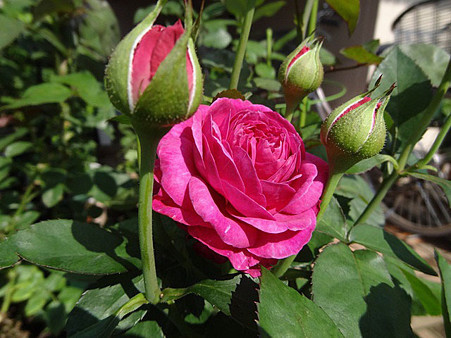 15haidhi24070411