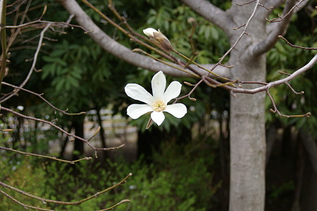 20110331135111PENTAX K100DIMGP5556