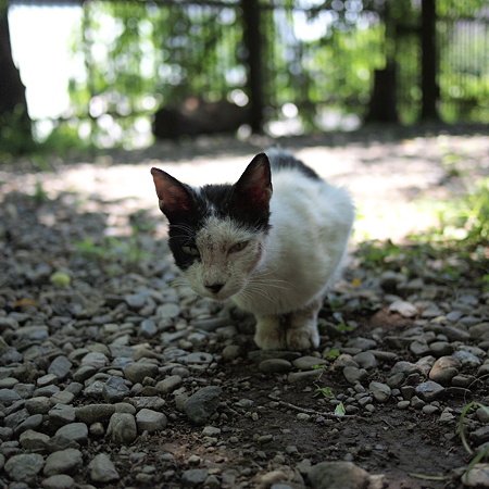 やせっぽちな子であった