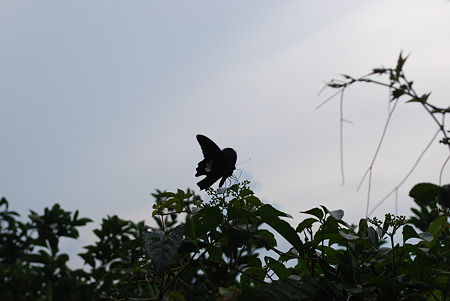 DSC_0673 DSC_0673