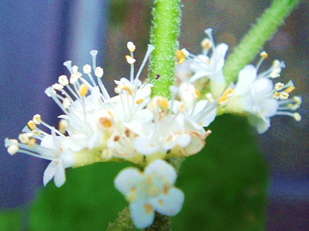 ぴんく紫式部の花