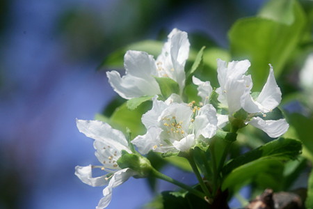 狂い咲きの李の花