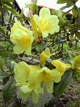 Rhododendron