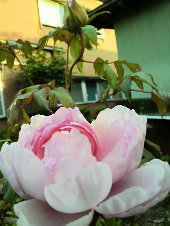 Peony