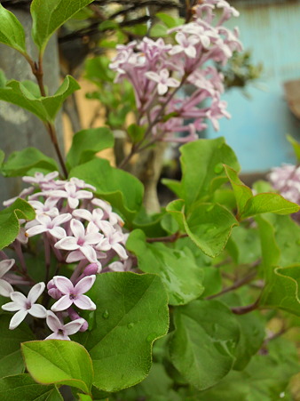 Lilac