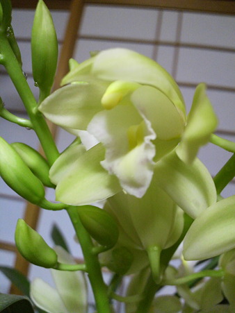 Cymbidium