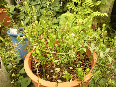 American cranberry