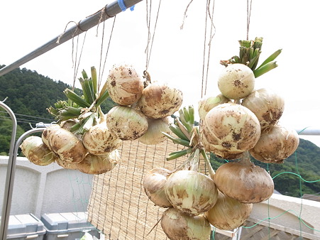 タマネギ栽培 収穫の目安と新玉ねぎの保存方法 干し方 暇人主婦の家庭菜園 楽天ブログ