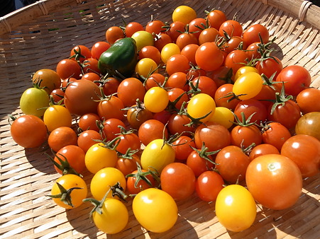 ミニトマト栽培 良い苗の選び方 植え付け管理方法 暇人主婦の家庭菜園 楽天ブログ